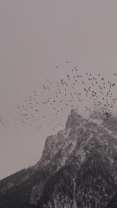 Germany, Bavaria, Upper Bavaria, Mittenwald, Karwendel, sky full of birds