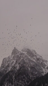 Germany, Bavaria, Upper Bavaria, Mittenwald, Karwendel, sky full of birds