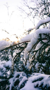 Winter forest, detail, snowy tree