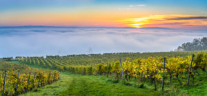 Germany, Baden-Württemberg, Lake Constance, Meersburg, vineyards near Meersburg, view from the mountain trail near Wetterkreuz Germany, Baden-Württemberg, Lake Constance, Meersburg, vineyards near Meersburg, view from the mountain trail near Wetterkreuz