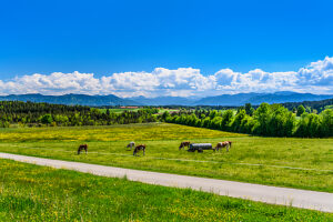 Germany, Bavaria, Tölzer Land, Dietramszell, district of Großeglsee, herd of cows against the foothills of the Alps and the Karwendel mountains