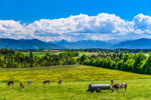 Germany, Bavaria, Tölzer Land, Dietramszell, district of Großeglsee, herd of cows against the foothills of the Alps and the Karwendel mountains