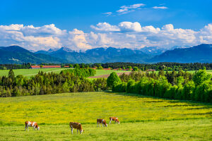 Germany, Bavaria, Tölzer Land, Dietramszell, district of Großeglsee, herd of cows against the foothills of the Alps and the Karwendel mountains
