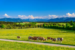 Germany, Bavaria, Tölzer Land, Dietramszell, district of Großeglsee, herd of cows against the foothills of the Alps and the Karwendel mountains