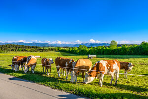 Germany, Bavaria, Tölzer Land, Dietramszell, district of Großeglsee, herd of cows against the foothills of the Alps and the Karwendel mountains