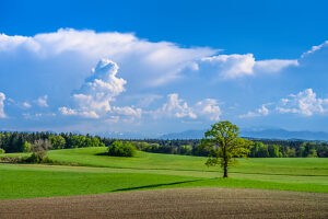 Germany, Bavaria, Tölzer Land, Egling, district Attenham, spring landscape against the Alps