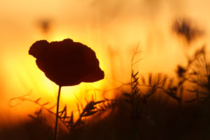 silhouette poppy at sunset silhouette poppy at sunset