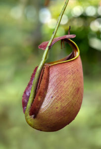 Pitcher plant (Nepenthes bicalcarata), Pitcher Family (Nepenthaceae), Sarawak, Borneo, Malaysia Pitcher plant (Nepenthes bicalcarata), Pitcher Family (Nepenthaceae), Sarawak, Borneo, Malaysia