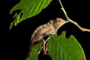 Angle-headed dragon Gonocephalus bornensis, family of the agamids (Agamidae), Danum Valley Conservation Area, Sabah, Borneo, Malaysia Angle-headed dragon Gonocephalus bornensis, family of the agamids (Agamidae), Danum Valley Conservation Area, Sabah, Borneo, Malaysia