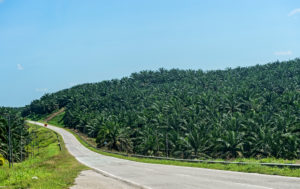 Commercial oil palm plantation, Sabah, Borneo, Malaysia Commercial oil palm plantation, Sabah, Borneo, Malaysia