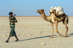 Afar Shepherd leads a dromedary caravan loaded with rock salt plates (Halite) over the Assale Salt Lake (Lake Assale), Danakil Depression, Afar Region, Ethiopia Afar Shepherd leads a dromedary caravan loaded with rock salt plates (Halite) over the Assale Salt Lake (Lake Assale), Danakil Depression, Afar Region, Ethiopia
