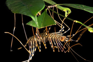 Spider Runner (Scutigera coleoptrata), Centipede Family (Chilopoda), Danum Valley Conservation Area, Sabah, Borneo, Malaysia Spider Runner (Scutigera coleoptrata), Centipede Family (Chilopoda), Danum Valley Conservation Area, Sabah, Borneo, Malaysia