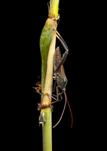 Insects looking for nectar secretions from nectaries sitting on plant stems, Danum Valley Conservation Area, Sabah, Borneo, Malaysia Insects looking for nectar secretions from nectaries sitting on plant stems, Danum Valley Conservation Area, Sabah, Borneo, Malaysia