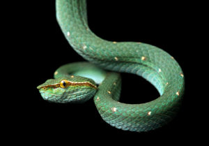 Venomous pit viper, Tropidolaemus subannulatus, viper family (Viperidae), Danum Valley Conservation Area, Sabah, Borneo, Malaysia Venomous pit viper, Tropidolaemus subannulatus, viper family (Viperidae), Danum Valley Conservation Area, Sabah, Borneo, Malaysia