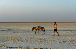 Shepherd with donkey on the dry Assale Salt Lake, Danakil Valley, Afar Region, Ethiopia Shepherd with donkey on the dry Assale Salt Lake, Danakil Valley, Afar Region, Ethiopia