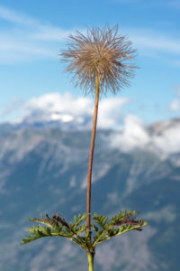 Haarschopfartiger Fruchtstand der Alpen-Kuhschelle (Pulsatilla alpina), Hahnenfußgewächse (Ranunculaceae), Wallis, Schweiz Haarschopfartiger Fruchtstand der Alpen-Kuhschelle (Pulsatilla alpina), Hahnenfußgewächse (Ranunculaceae), Wallis, Schweiz