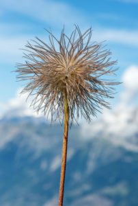 Haarschopfartiger Fruchtstand der Alpen-Kuhschelle (Pulsatilla alpina), Hahnenfußgewächse (Ranunculaceae), Wallis, Schweiz Haarschopfartiger Fruchtstand der Alpen-Kuhschelle (Pulsatilla alpina), Hahnenfußgewächse (Ranunculaceae), Wallis, Schweiz