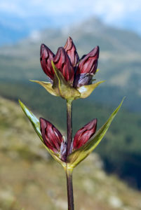 Purple gentian (Gentiana purpurea), gentian family (Gentianaceae), Nendaz, Valais, Switzerland Purple gentian (Gentiana purpurea), gentian family (Gentianaceae), Nendaz, Valais, Switzerland