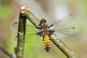 Flat belly (Libellula depressa), female, family of the dragonfly (Libellulidae), canton of Geneva, Switzerland Flat belly (Libellula depressa), female, family of the dragonfly (Libellulidae), canton of Geneva, Switzerland