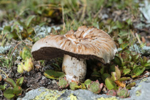 Meadow mushroom (Agaricus campestris) at an advanced stage of maturity, family of the Agaricaceae, Haute-Nendaz, Valais, Switzerland Meadow mushroom (Agaricus campestris) at an advanced stage of maturity, family of the Agaricaceae, Haute-Nendaz, Valais, Switzerland
