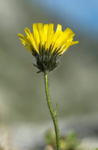 Alpen-Habichtskraut (Hieracium alpinum), Familie der Korbblütler (Asteraceae), Haute-Nendaz, Schweiz Alpen-Habichtskraut (Hieracium alpinum), Familie der Korbblütler (Asteraceae), Haute-Nendaz, Schweiz