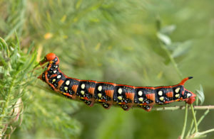 Caterpillar of the milkweed owl (Hyles euphorbiae) eats cypress spurge (Euphorbia cyparissias), Gasterntal, Switzerland Caterpillar of the milkweed owl (Hyles euphorbiae) eats cypress spurge (Euphorbia cyparissias), Gasterntal, Switzerland