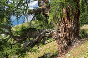 Larch tree on Alp Balavaux, location of the largest and oldest larches in Europe, Nendaz, Valais, Switzerland Larch tree on Alp Balavaux, location of the largest and oldest larches in Europe, Nendaz, Valais, Switzerland