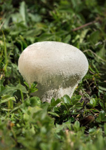 Meadow Dustling (Lycoperdon pratensen), family of mushroom relatives (Agaricaceae), Nendaz, Valais, Switzerland Meadow Dustling (Lycoperdon pratensen), family of mushroom relatives (Agaricaceae), Nendaz, Valais, Switzerland