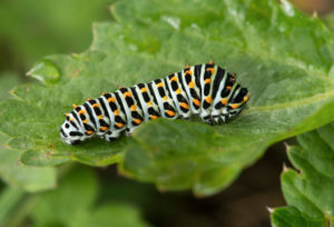 Caterpillar of the Swallowtail Butterfly (Papilio machaon), Knight Butterfly Family (Papilionidae), Gasterntal, Kandersteg, Switzerland Caterpillar of the Swallowtail Butterfly (Papilio machaon), Knight Butterfly Family (Papilionidae), Gasterntal, Kandersteg, Switzerland
