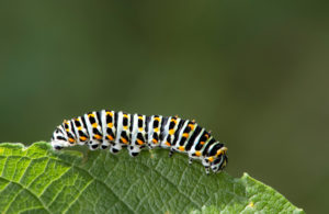 Caterpillar of the Swallowtail Butterfly (Papilio machaon), Knight Butterfly Family (Papilionidae), Gasterntal, Kandersteg, Switzerland Caterpillar of the Swallowtail Butterfly (Papilio machaon), Knight Butterfly Family (Papilionidae), Gasterntal, Kandersteg, Switzerland