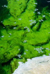 Kristallisierte Salzpartikel auf der Oberfläche eines Wasserlochs mit einer hochkonzentrierten Mineralsalzlösung in der Salzkruste des Assale-Salzsees, auch Karum-See, Danakil-Salzwüste, geothermisches Gebiet Dallol, Hamadela, Danakil-Depression, Afar-Dreieck, schwimmen Äthiopien Kristallisierte Salzpartikel auf der Oberfläche eines Wasserlochs mit einer hochkonzentrierten Mineralsalzlösung in der Salzkruste des Assale-Salzsees, auch Karum-See, Danakil-Salzwüste, geothermisches Gebiet Dallol, Hamadela, Danakil-Depression, Afar-Dreieck, schwimmen Äthiopien