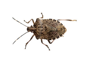 Marbled tree bug (Halyomorpha halys), family of tree bugs, a neozoon brought in from Asia, which is considered an agricultural pest, Geneva, Switzerland Marbled tree bug (Halyomorpha halys), family of tree bugs, a neozoon brought in from Asia, which is considered an agricultural pest, Geneva, Switzerland