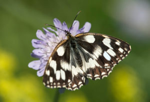 Kleiner Würfel-Dickkopffalter (Pyrgus malvae), Familie der Dickkopffalter (Hesperiidae), Genf, Schweiz Kleiner Würfel-Dickkopffalter (Pyrgus malvae), Familie der Dickkopffalter (Hesperiidae), Genf, Schweiz