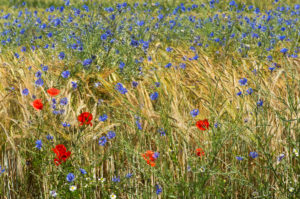 Poppies and cornflowers bloom in a rye field, Mont-sur-Rolle, Switzerland Poppies and cornflowers bloom in a rye field, Mont-sur-Rolle, Switzerland