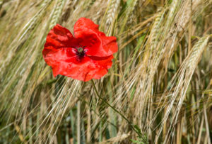 Blooming red poppies in a rye field, Mont-sur-Rolle, Switzerland Blooming red poppies in a rye field, Mont-sur-Rolle, Switzerland