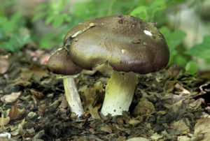 Mushrooms (Agaricus syn. Psalliota) from the family Agaricaceae, Switzerland Mushrooms (Agaricus syn. Psalliota) from the family Agaricaceae, Switzerland