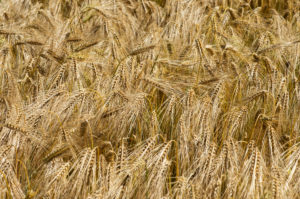Ripe ears of rye, Mont-sur-Rolle, Switzerland Ripe ears of rye, Mont-sur-Rolle, Switzerland