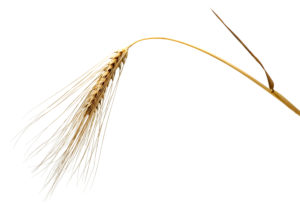 Ripe ear of rye against white background Ripe ear of rye against white background