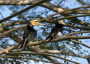 Oriental hornbill pair (Anthracoceros albirostris), family of hornbills (Bucerotidae), Danum Valley Conservation Area (Sabum), Sabah, Borneo, Malaysia Oriental hornbill pair (Anthracoceros albirostris), family of hornbills (Bucerotidae), Danum Valley Conservation Area (Sabum), Sabah, Borneo, Malaysia