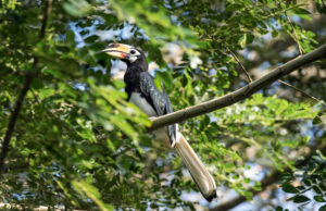 Oriental hornbill (Anthracoceros albirostris), family of hornbills (Bucerotidae), Danum Valley Conservation Area, Sabah, Borneo, Malaysia Oriental hornbill (Anthracoceros albirostris), family of hornbills (Bucerotidae), Danum Valley Conservation Area, Sabah, Borneo, Malaysia