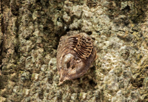 Egg cocoon of a species of praying mantis after the hatching of the nymphs, Danum Valley Conservation Area, Sabah, Borneo, Malaysia Egg cocoon of a species of praying mantis after the hatching of the nymphs, Danum Valley Conservation Area, Sabah, Borneo, Malaysia