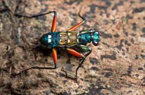 Nymphe der Gottesanbeterinnenart Metallyticus splendidus, Metallyticidae Familie, Danum Tal Schutzzone, (Danum Valley Conservation Area,, Sabah, Borneo, Malaysia Nymphe der Gottesanbeterinnenart Metallyticus splendidus, Metallyticidae Familie, Danum Tal Schutzzone, (Danum Valley Conservation Area,, Sabah, Borneo, Malaysia
