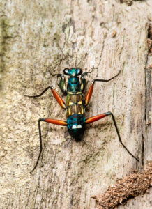 Nymphe der Gottesanbeterinnenart Metallyticus splendidus, Metallyticidae Familie, Danum Tal Schutzzone, (Danum Valley Conservation Area,, Sabah, Borneo, Malaysia Nymphe der Gottesanbeterinnenart Metallyticus splendidus, Metallyticidae Familie, Danum Tal Schutzzone, (Danum Valley Conservation Area,, Sabah, Borneo, Malaysia