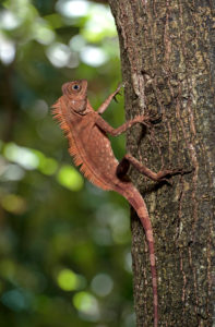 Angle-headed dragon Gonocephalus liogaster, family of the Agamidae, Danum Valley Conservation Area, Sabah, Borneo, Malaysia Angle-headed dragon Gonocephalus liogaster, family of the Agamidae, Danum Valley Conservation Area, Sabah, Borneo, Malaysia
