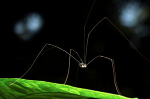 Weaver, family Opiliones, Danum Valley Conservation Area, Sabah, Borneo, Malaysia Weaver, family Opiliones, Danum Valley Conservation Area, Sabah, Borneo, Malaysia