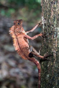 Angle-headed dragon Gonocephalus liogaster, family of the Agamidae, Danum Valley Conservation Area, Sabah, Borneo, Malaysia Angle-headed dragon Gonocephalus liogaster, family of the Agamidae, Danum Valley Conservation Area, Sabah, Borneo, Malaysia