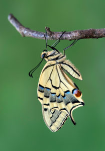 Newly hatched swallowtail (Papilio machaon), Switzerland Newly hatched swallowtail (Papilio machaon), Switzerland