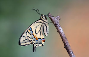 Frisch geschlüpfter Schwalbenschwanz (Papilio machaon), Schweiz Frisch geschlüpfter Schwalbenschwanz (Papilio machaon), Schweiz