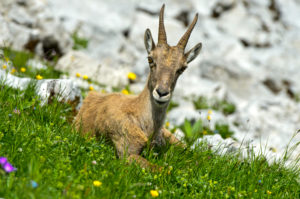 Young ibex lying in the grass, Savoy, France Young ibex lying in the grass, Savoy, France