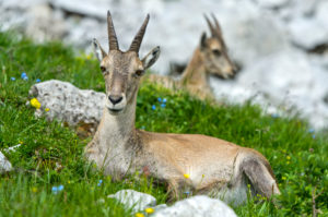 Young ibex lying in the grass, Savoy, France Young ibex lying in the grass, Savoy, France